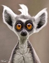 crash's Avatar