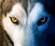 kingwolf's Avatar