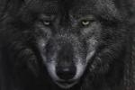 blackwolfman's Avatar